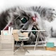 Коты флизелиновые фотообои 3D 416x254 см Сладкий котенок (1183VEXXXL)+клей - изображение 5