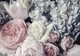 Флизелиновые 3D фотообои с розочками Пастельные цветы (12746V)+клей - изображение 2