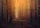 Природа флизелиновые 3д фотообои Осенний лес (13918V)+клей - изображение 2