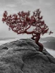 Флизелиновые 3d фото обои природа 206x275 см Красное дерево на скале (11771VEA)+клей - изображение 2