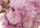 Флизелиновые 3d фото обои природа 254 x 184 см Большие розовые цветы сакуры (13282V4)+клей - изображение 2