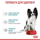 Влажный корм для щенков Royal Canin Xsmall Puppy 85 г (9003579020302) - изображение 3