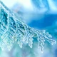 Аромат для свічки та мила Морозний ялівець (CandleScience Frosted Juniper) - зображення 2