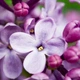 Аромат для свечи и мыла Французская сирень (CandleScience French Lilac) - изображение 2