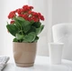Горшок для цветов Toscana Krugla-13 1,6 л латте Form-Plastic - изображение 2