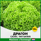 Голландские семена Hazera Салат Драгон тип Батавия 20 шт - изображение 2