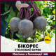 Голландське Насіння Bejo Столовий буряк Бікорес, 200 шт - зображення 1