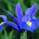 Луковицы Яскрава Ирис Hollandica Blue Magic (29751) (5шт) - изображение 1