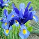 Луковицы Яскрава Ирис Hollandica Blue Magic (29751) (5шт) - изображение 5