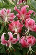 Луковицы Яскрава Лилия свисающая Speciosum Rubrum (17779) (1шт) - изображение 2
