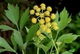 Любисток Лікар GL Seeds 0,25 г - зображення 2
