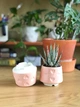 Керамічний горщик для кактусів Mini Plant 6,3х6,4см Арт Сердечка Рожевий - зображення 2