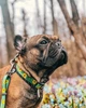 Нашийник для собак нейлоновий WAUDOG Nylon з QR паспортом, малюнок "Авокадо" 25-35 см 15 мм (4761) - зображення 14