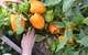 Семена Перец сладкий Абрикосовая фаворитка, 0,25 г (GL Seeds) - изображение 4