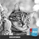 Сухий корм Orijen 6 Six Fish для котів та кошенят всіх порід 0.34 кг - изображение 3