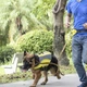 Поясная сумка для выгула собак Voyager Pet LVC809 Yellow с держателем для бутылки - изображение 6