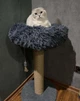 Когтеточка стойка с уютной лежанкой пончиком для котиков кошки 65х50х48см темно серая - изображение 5