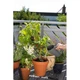Комплект ручного садового інструменту Gardena 8966 (08966-30.000.00) - зображення 2