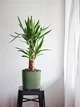 Пластиковий вазон Teraplast Capri 24 Green Hay (38711024281) - зображення 2