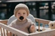 Соска пустушка BIBS 6-18 m Colour Latex Round (круглая) – Black/Black (2 в упаковке) - изображение 3