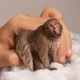 Японський макак Schleich 14871 - изображение 2