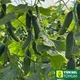 Огірок Баде F1 Yuksel Seeds 50 шт. - зображення 2