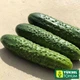 Огірок Баде F1 Yuksel Seeds 50 шт. - зображення 4