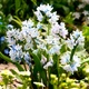Пушкінія Яскрава Пушкінія Blue (scilloides var. Libanotica) (45315) (5шт) - зображення 1