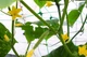 Сетка обойная Bradas PLANT NET 8 г/м² 15x17 см 2x20 м AS-CN08151720020 - изображение 2