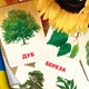 Картки Домана ''Листя та дерева'' українською мовою, у наборі 24 карток - зображення 1