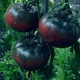 Семена Томат Биг блэк 20сем Hortus - изображение 2
