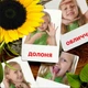 Картки Домана ''Частини тіла'' українською мовою, у наборі 16 карток - зображення 3