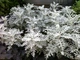 Насіння Цинерарію Сільвер Фоллс, 0,1 г (GL Seeds) - зображення 3