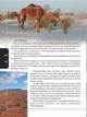 Тварини. Жабська Т.С. (9786176950264) - зображення 5