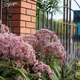 Посконник пятнистый 'Riesenschirm'. Контейнер 3 л - изображение 4