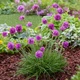 Армерия приморская 'Rubrifolia'. Контейнер 0.5 л - изображение 1