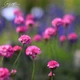 Армерия приморская 'Rubrifolia'. Контейнер 0.5 л - изображение 4