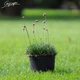 Армерия приморская 'Rubrifolia'. Контейнер 0.5 л - изображение 5
