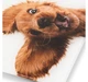 Ваги напольні Zelmer ZBS1010 Crazy dog - изображение 4
