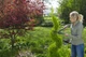 Ножницы для живой изгороди механические Gardena PrecisionCut (12302-20.000.00) - изображение 4