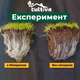 Мікориза Жива Земля Мікофренд 30 г - зображення 7
