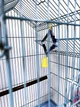 Зеркало для птиц, Украина - изображение 3