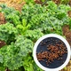 Капуста листовая кейл семена 0,5 грама (около 150 штук) листовая кучерявая кале грюнколь салат браунколь - изображение 1