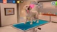 Animal Hospital (PS5) - изображение 4