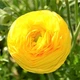 Луковицы Яскрава Лютики Yellow (29760) (5шт) - изображение 2