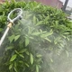 Распылитель для воды - изображение 3