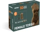 Картонный 3D пазл-конструктор Cartonic 3D Puzzle Female Torso (CARTTORSW) - изображение 4