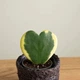 Хойя Kerrii variegata горшок ⌀6 - изображение 1