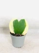 Хойя Kerrii variegata горшок ⌀6 - изображение 2