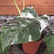 Monstera Deliciosa Alba variegata Монстера варієгатна, висота 40-50см, горщик 22" - зображення 3